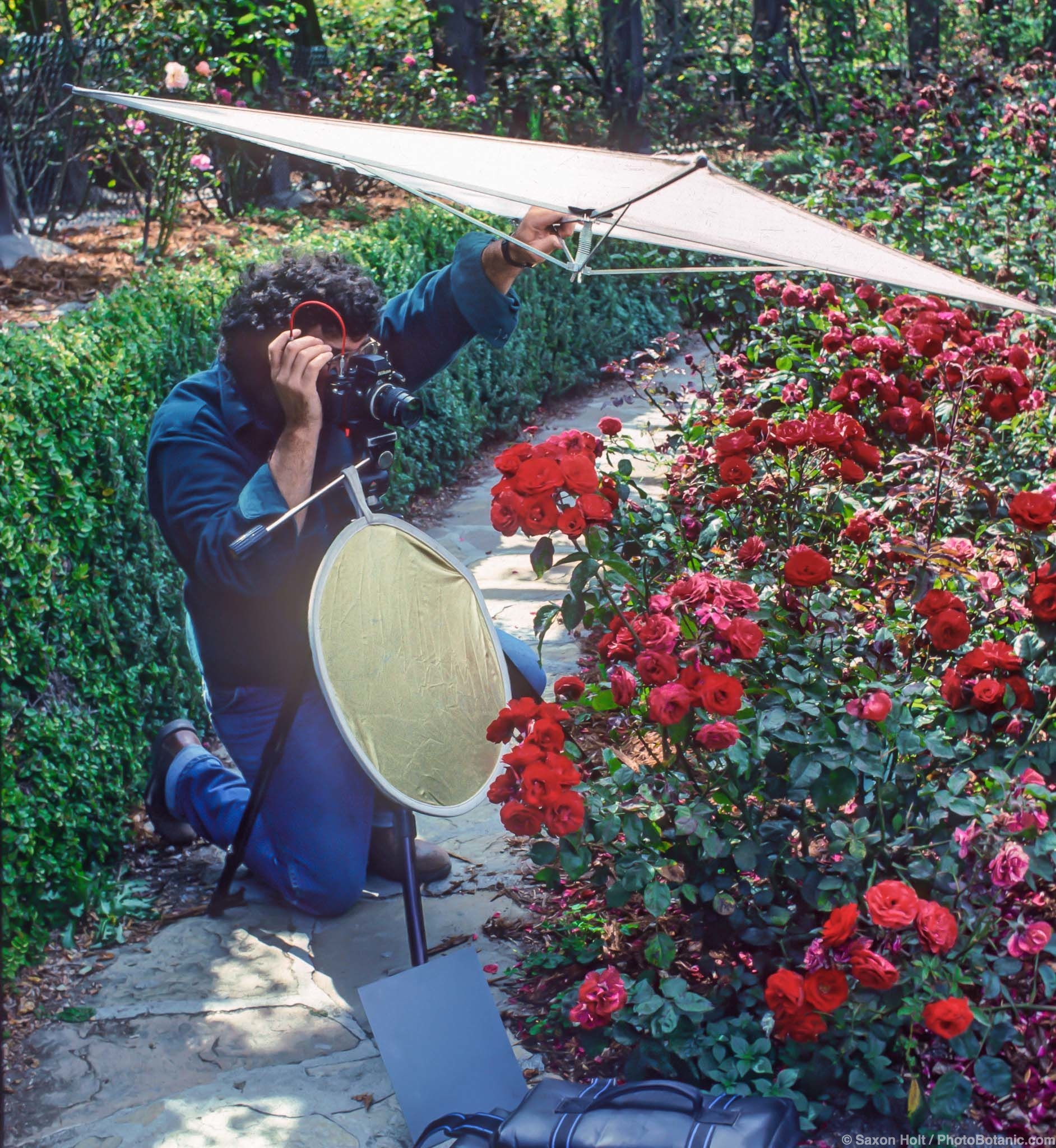 Photographer using reflectors and scrim photographing roses on sunny day
