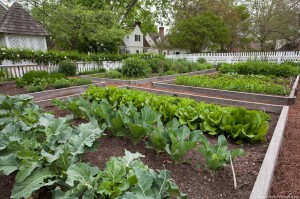 Vegetable garden in Colonial Williamsburg