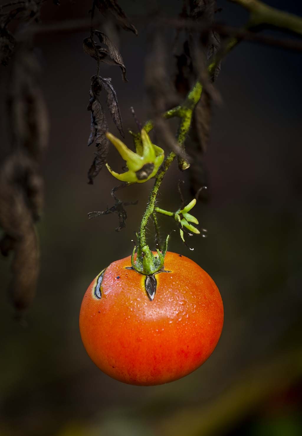 The last tomato