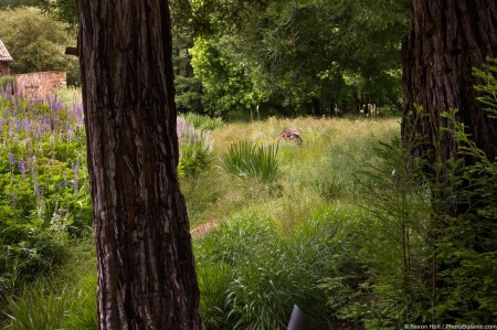 Meadow as rain garden seen through trees edging California naturalistic garden