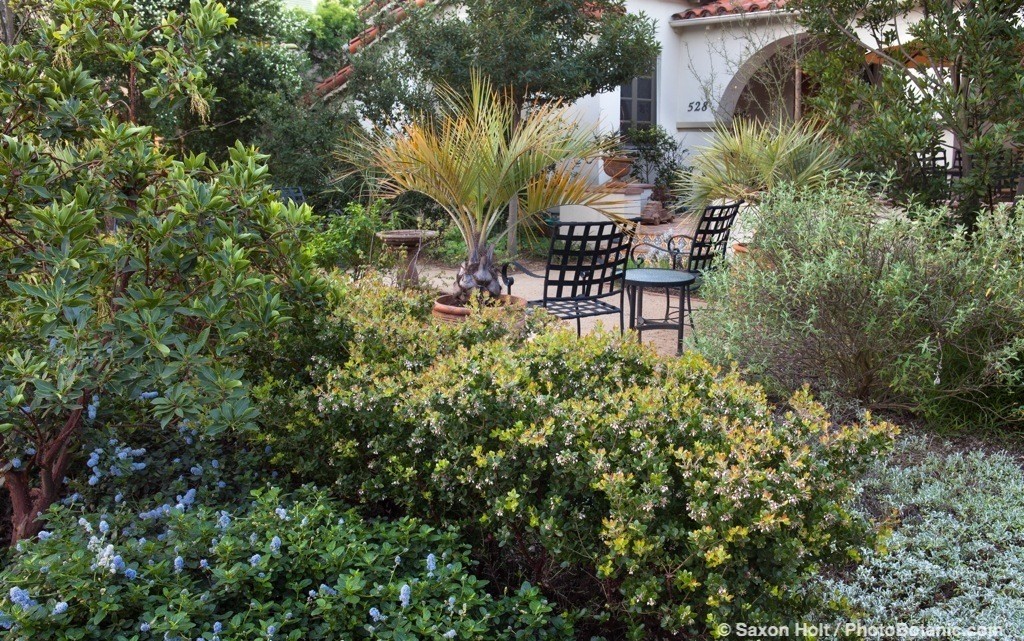Small patio secluded by drought tolerant shrubs in Southern California front yard native plant garden