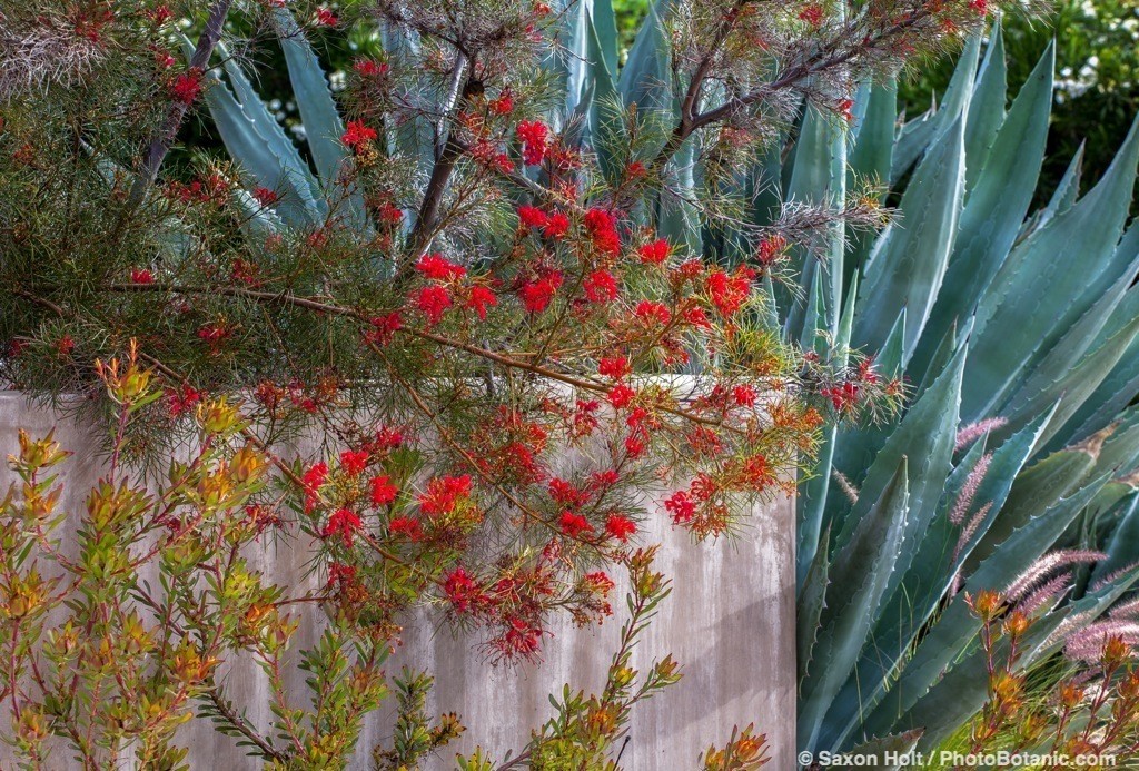Grevillea 'Bonfire' red flowering shrub in California summer-dry garden with Agave and Leucadendron salignum by stucco wall; design Jo O'Connell