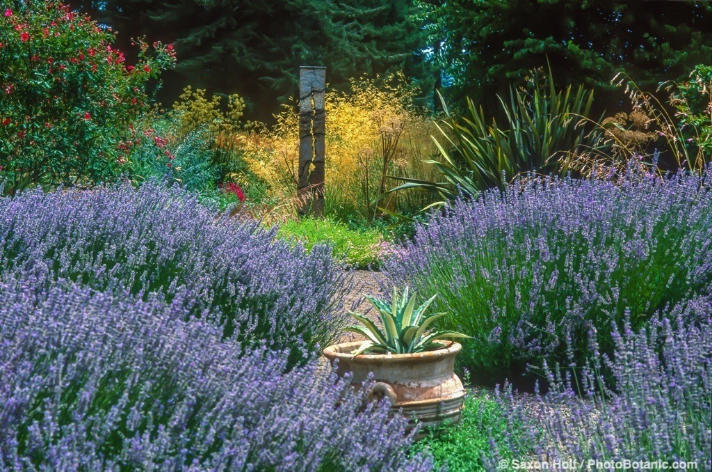 Lavender 'Provence' in xeriscape drought tolerant garden with grass Stipa gigantea.