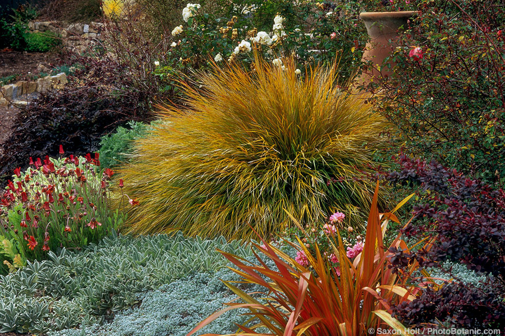 Ornamental grass Stipa arundinacea - (aka. Anemanthele lessoniana) Pheasant's Tail Grass with Stachys and Phormium in colorful drought tolerant garden