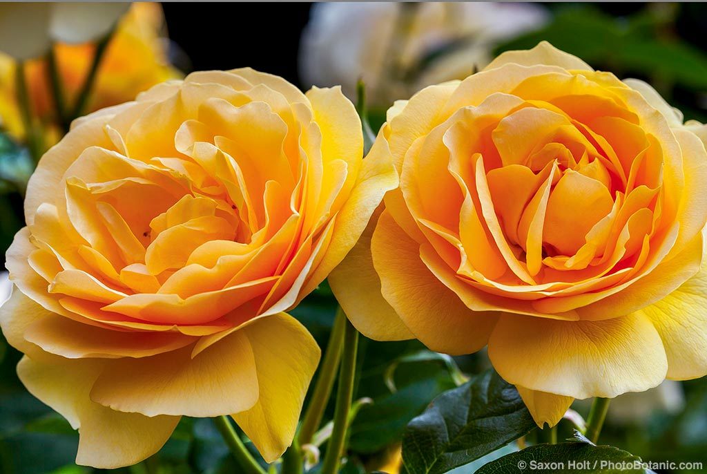 Twin yellow roses, hot light and diffused light, before and after