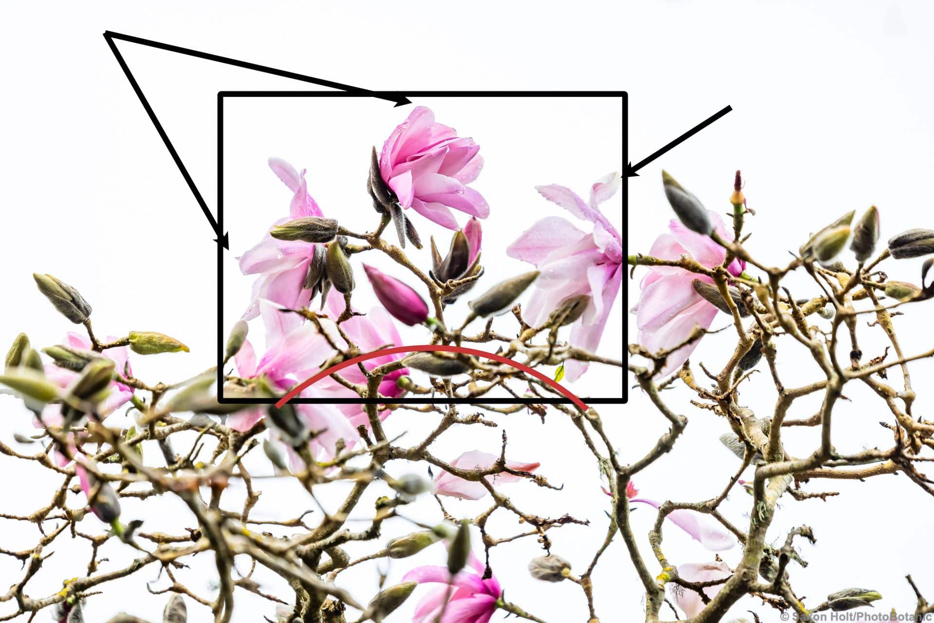 Cropping a Magnolia Branch