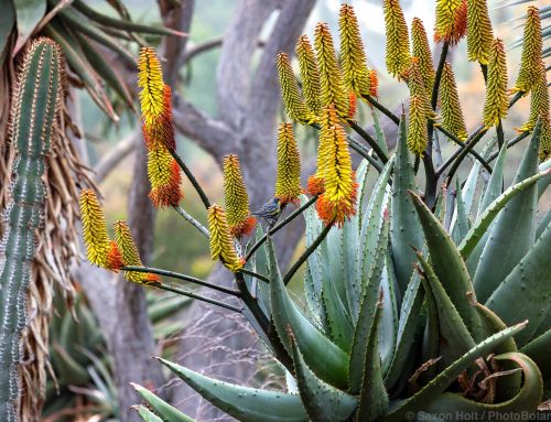 Aloe Perspective
