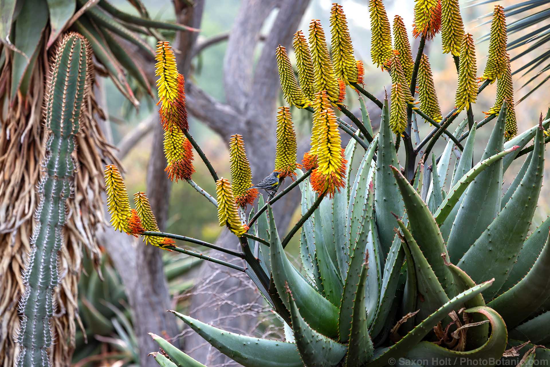 Aloe flowering in The Desert Garden at The Huntington Library